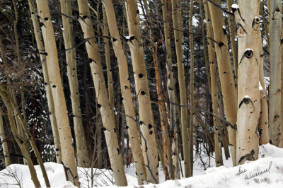 Aspens