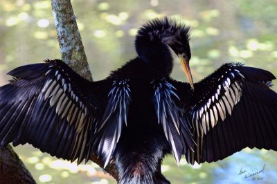 Male Anhinga