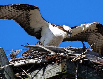 Osprey On Nest