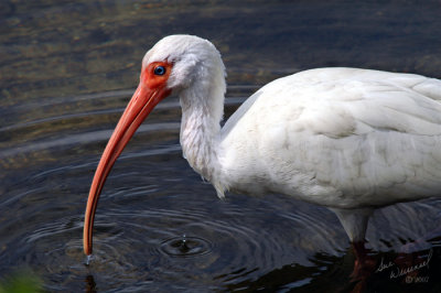 White Ibis, Fishing