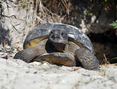 Gopher Tortoise
