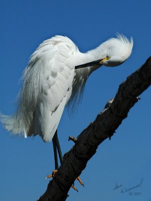 Snowy Egret