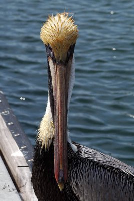 Brown Pelican