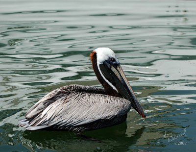 Brown Pelican