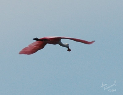 Roseate Spoonbill