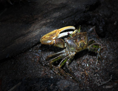 Fiddler Crab