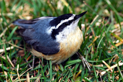 Red-breasted Nuthatch