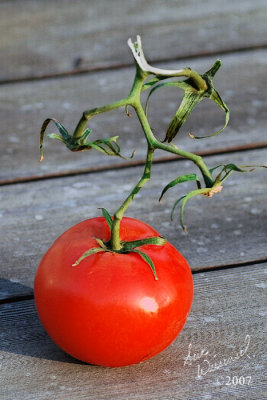 Tomato Tree