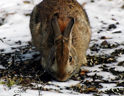 Little Bunny Foo Foo?