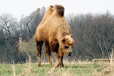 Not Your Ordinary Farm Animal