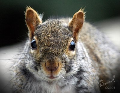 Up Close And Personal