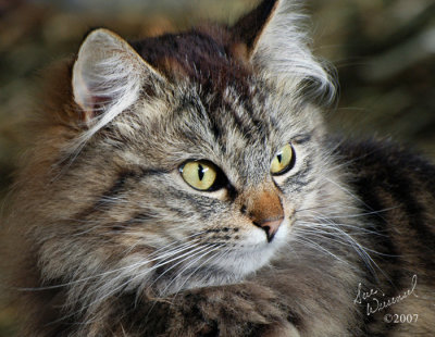 A Barn Kitty