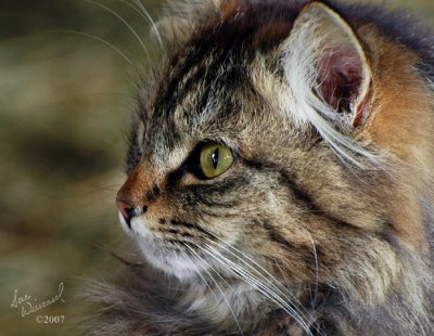 A Watchful Eye