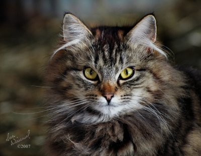 A Suspicious Kitty
