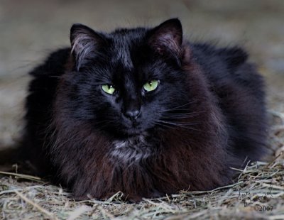 Barn Cat