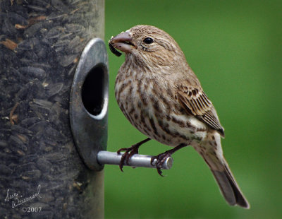 Female House Finch