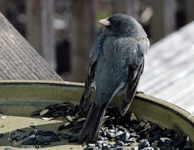Junco