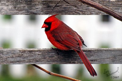 Cardinal On The Grape Arbor