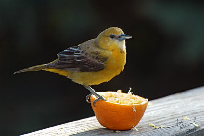 Baltimore Oriole (Female)