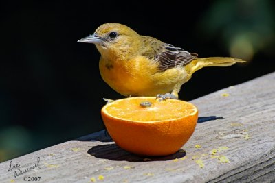 Baltimore Oriole (Female)