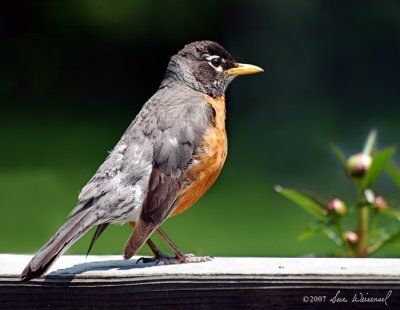 Robin