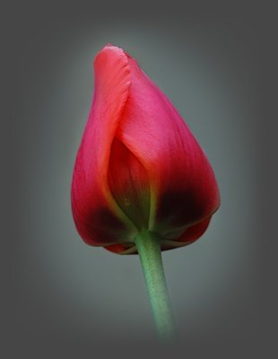 A Tulip's Tear