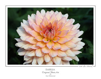 Dahlia