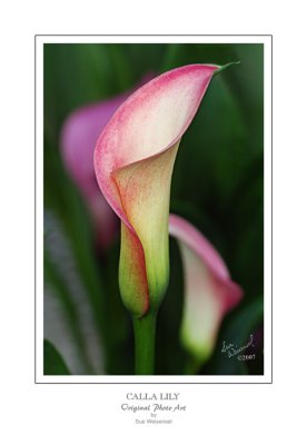 Calla Lilies