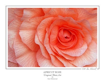 Apricot Rose