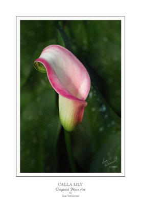 Pink Calla