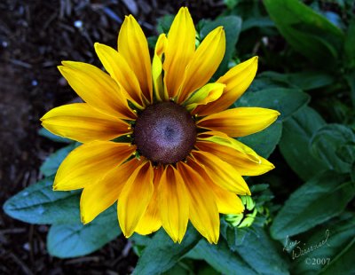 Sunshine In A Flower