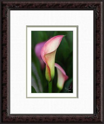 4x6 in image, triple-matted and framed in 8x10