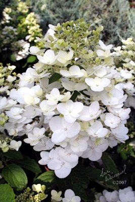 Hydrangea