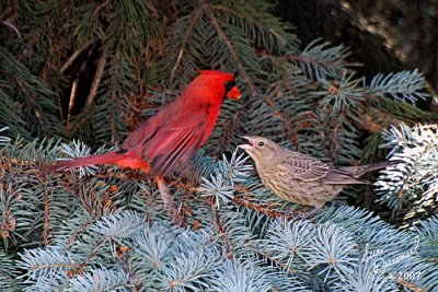 Cardinal Feeding Young House Finch