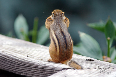 Cheeks...Rear View