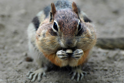 Can't Stop Eatin' 'Em