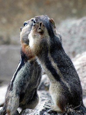 Smooch