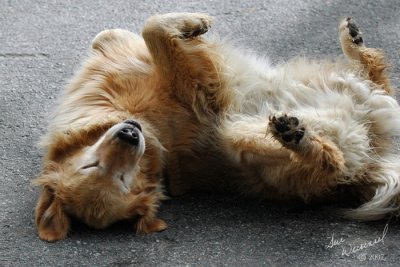 Scratchin' My Back, Scratchin' My Back