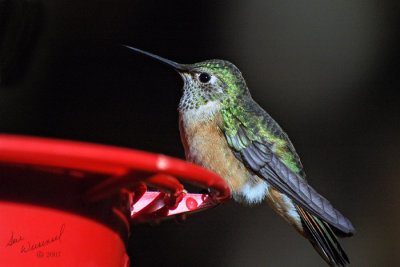 Happy Hummer