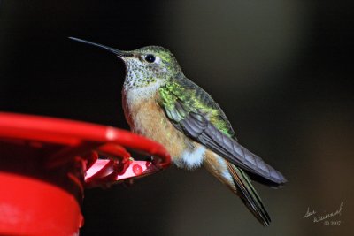 DSC_0876Hummer copy.jpg