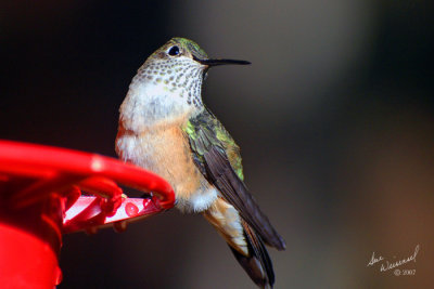 DSC_0880Hummer copy.jpg