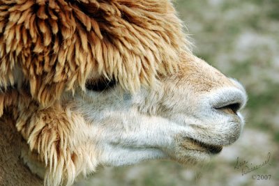 Alpaca