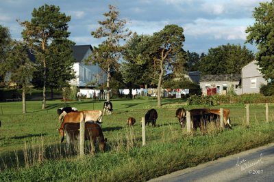 Pastoral Scene In Amish Country