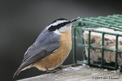 Red-Breasted Nuthatch