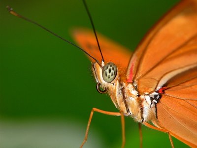 Julia  Butterfly