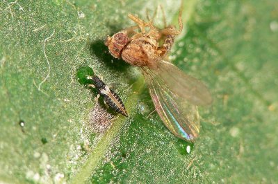 Thrips - Adult and Fruit-fly