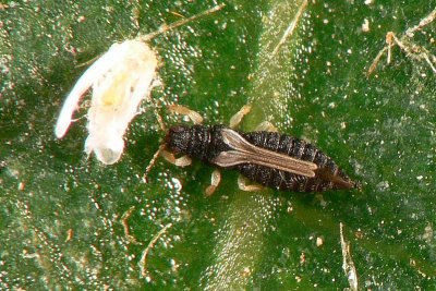 Thrips - Adult and white fly