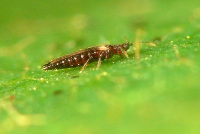 Thrips - Adult