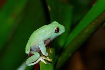 Red-Eyed frog