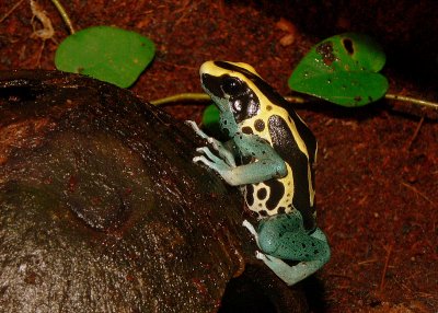 Patrisha Poison Dart Frog